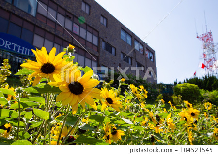 Sunflowers in the hill park with a view of the harbor 104521545