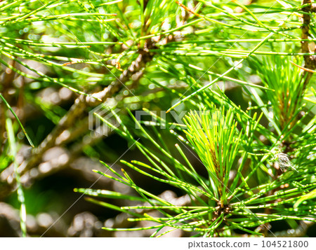 初夏的清新景色，精心照料的松樹 104521800