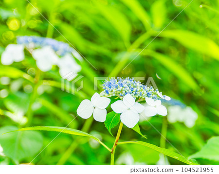 Refreshing scenery of early summer Hydrangea in full bloom 104521955