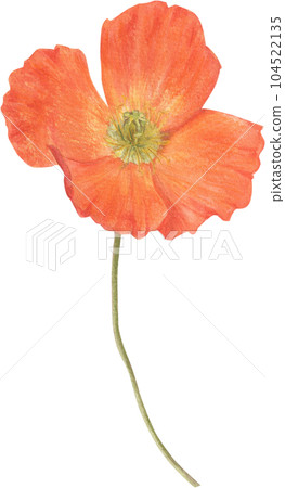 Poppy flower hand-drawn in watercolor. Poppy flower hand-drawn in watercolor. 104522135