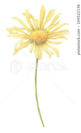 Yellow flower hand-drawn in watercolor. Yellow flower hand-drawn in watercolor. 104522136