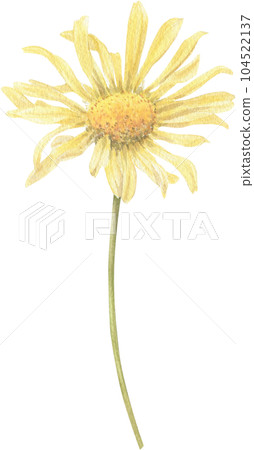Yellow flower hand-drawn in watercolor. Yellow flower hand-drawn in watercolor. 104522137