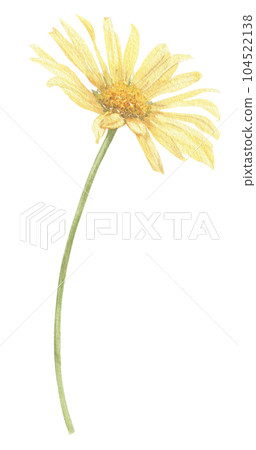 Yellow flower hand-drawn in watercolor. Yellow flower hand-drawn in watercolor. 104522138