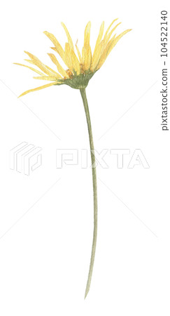 Yellow flower hand-drawn in watercolor. Yellow flower hand-drawn in watercolor. 104522140
