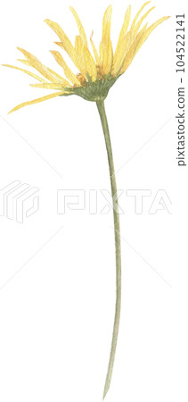 Yellow flower hand-drawn in watercolor. Yellow flower hand-drawn in watercolor. 104522141