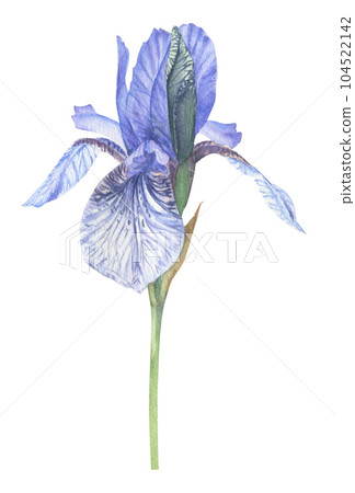 Iris flower hand-drawn in watercolor.  104522142
