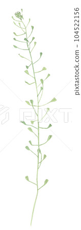 Summer herbs hand drawn in watercolor. Summer herbs hand drawn in watercolor. 104522156