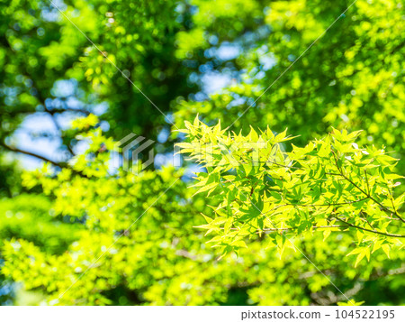 初夏的清新景色 美麗的藍色楓樹被陽光照亮 初夏的清新景色 美麗的藍色楓樹被陽光照亮 104522195