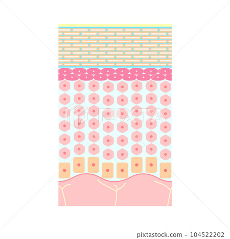 Structure of healthy human skin (epidermis, moisturizing) Structure of healthy human skin (epidermis, moisturizing) 104522202