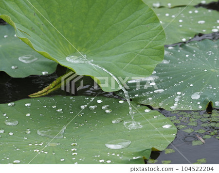 Moment when rainwater collected on lotus leaves is blown away by the wind Moment when rainwater collected on lotus leaves is blown away by the wind 104522204