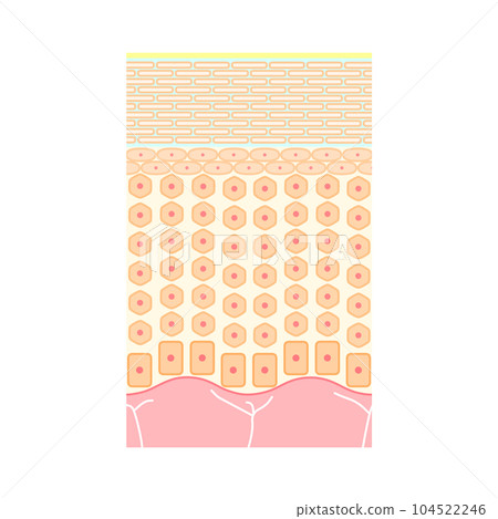 健康人體皮膚的結構(表皮、保濕) 健康人體皮膚的結構(表皮、保濕) 104522246
