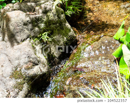 Refreshing scenery in early summer, spring water from the Kokubunji Cliff Line that nurtures rich greenery Refreshing scenery in early summer, spring water from the Kokubunji Cliff Line that nurtures rich greenery 104522357