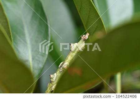 Matebashii 1st year fruit 104522406