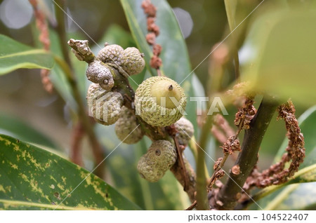 Matebashii 2nd year fruit Matebashii 2nd year fruit 104522407