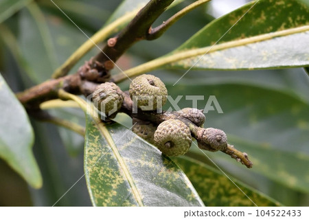 Matebashii 2nd year fruit 104522433