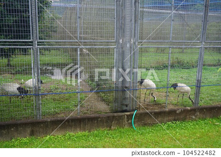Okayama Prefectural Nature Conservation Center (Red-crowned Crane Breeding Center) Okayama Prefectural Nature Conservation Center (Red-crowned Crane Breeding Center) 104522482