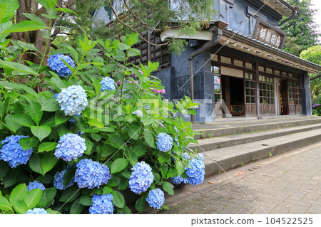 Hydrangea at Fuchu City Local Forest Museum Hydrangea at Fuchu City Local Forest Museum 104522525