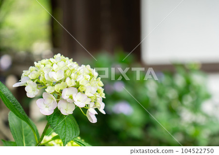 京都市伏見區藤森神社的紫陽花節 104522750