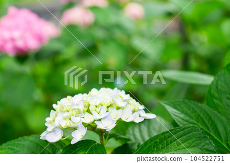 京都市伏見區藤森神社的紫陽花節 京都市伏見區藤森神社的紫陽花節 104522751