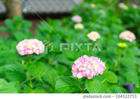 京都市伏見區藤森神社的紫陽花節 京都市伏見區藤森神社的紫陽花節 104522753