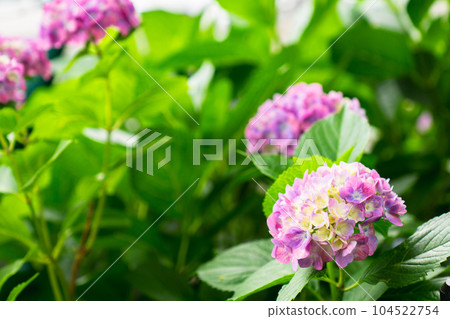 Hydrangea Festival at Fujinomori Shrine in Fushimi Ward, Kyoto City Hydrangea Festival at Fujinomori Shrine in Fushimi Ward, Kyoto City 104522754