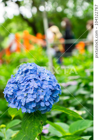 Hydrangea Festival at Fujinomori Shrine in Fushimi Ward, Kyoto City Hydrangea Festival at Fujinomori Shrine in Fushimi Ward, Kyoto City 104522767