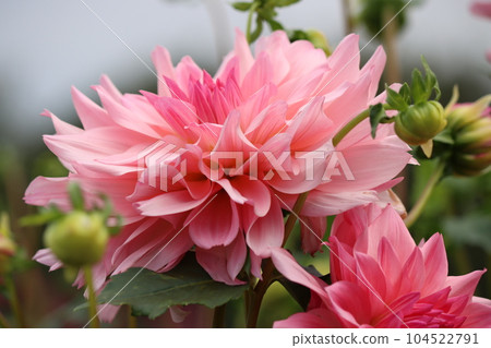 Dahlia flowers with various varieties depending on the type of flower shape - 2 Dahlia flowers with various varieties depending on the type of flower shape - 2 104522791