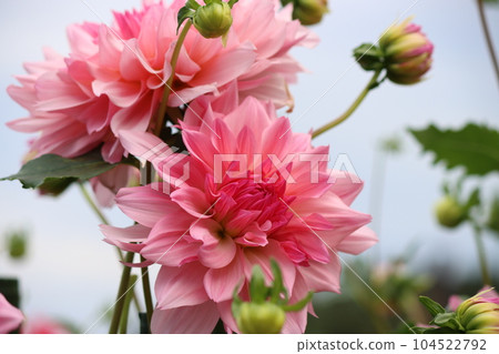 Four dahlia flowers with various varieties depending on the type of flower Four dahlia flowers with various varieties depending on the type of flower 104522792