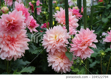 Five dahlia flowers with various varieties depending on the type of flower 104522794