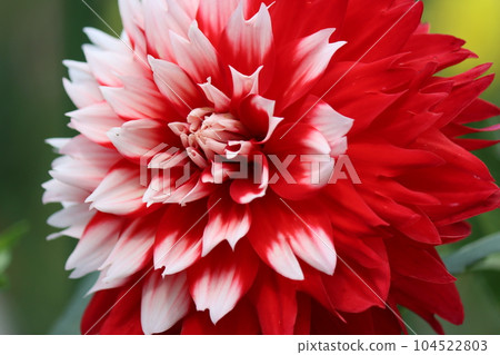 Contrasting red and white dahlia nine Contrasting red and white dahlia nine 104522803