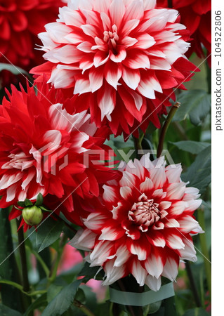 十二朵對比鮮明的紅色和白色大麗花 104522806