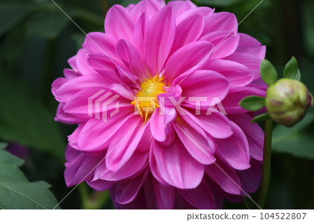 因其花形似鈕扣，故日文名稱為“Tenjiku Botan”。 104522807