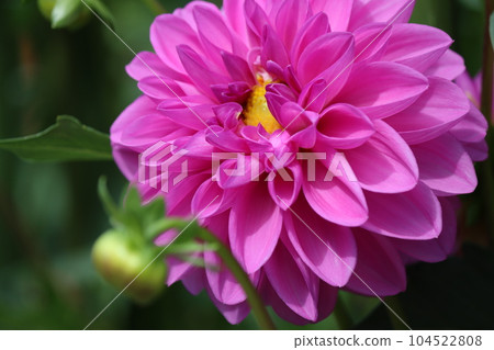 花形酷似鈕扣，因此日文名稱為“tenjiku botan-ichi”。 104522808