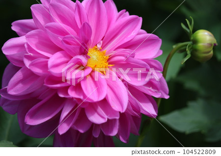 花形類似鈕扣，因此日文名稱為“Tenjiku Botan-2”。 104522809