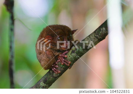 World's smallest tarsier tarsier, Bohol island, Philippines World's smallest tarsier tarsier, Bohol island, Philippines 104522831