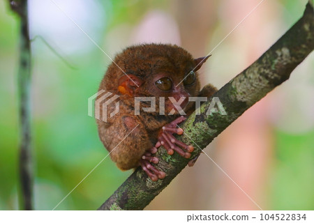 World's smallest tarsier tarsier, Bohol island, Philippines World's smallest tarsier tarsier, Bohol island, Philippines 104522834