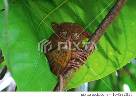 World's smallest tarsier tarsier, Bohol island, Philippines World's smallest tarsier tarsier, Bohol island, Philippines 104522835