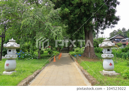 Ome City Shiofune Kannonji Hydrangea Ome City Shiofune Kannonji Hydrangea 104523022