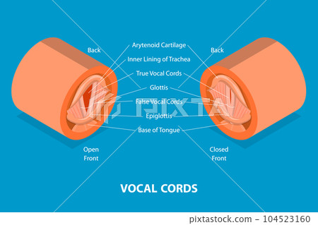 3D Isometric Flat Vector Conceptual Illustration of Vocal Cords 104523160