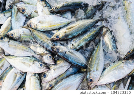 Sea tuna fish sell in fishery market people buy fish Sea tuna fish sell in fishery market people buy fish 104523330