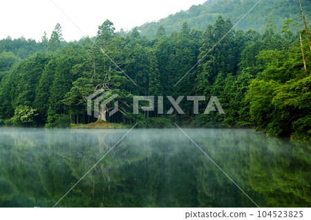 岩王池一本杉【滋賀縣指定天然紀念物】/滋賀縣甲賀市 104523825