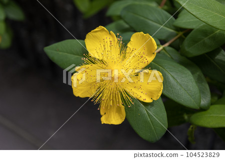 Yellow flower "Seiyou Kinshibai" 104523829