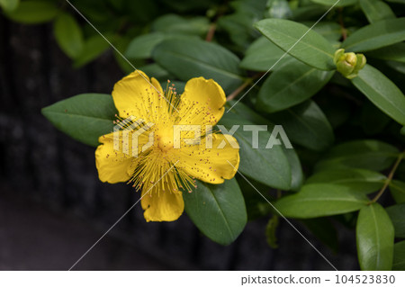 Yellow flower "Seiyou Kinshibai" 104523830