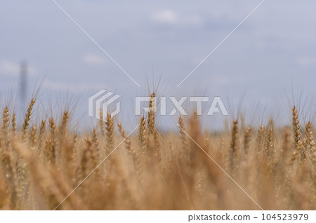 Wheat field just before harvest Wheat field just before harvest 104523979