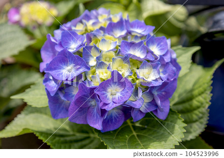 Close-up of hydrangeas 104523996