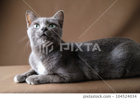 Korat cat lies on the brown cloth. 104524034