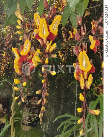 flower, blossoms, flowers 104524334