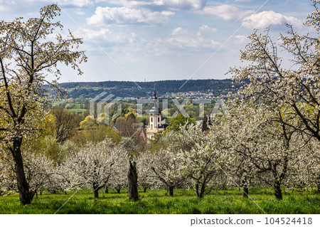 Church of Saint Kilian at Pretzfeld, Germany in Franconian Switzerland through cherry trees in blossom Church of Saint Kilian at Pretzfeld, Germany in Franconian Switzerland through cherry trees in blossom 104524418