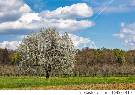 Cherry blossom on the hills around Pretzfeld, Germany in Franconian Switzerland Cherry blossom on the hills around Pretzfeld, Germany in Franconian Switzerland 104524419