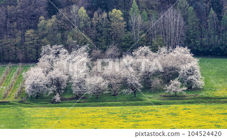 Cherry blossom on the hills around Pretzfeld, Germany in Franconian Switzerland Cherry blossom on the hills around Pretzfeld, Germany in Franconian Switzerland 104524420